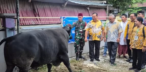 Umat Muslim Di Malaka Terima 6 Ekor Sapi Kurban Dari Pemerintah, 1 Dari Presiden Seharga Ratusan Juta